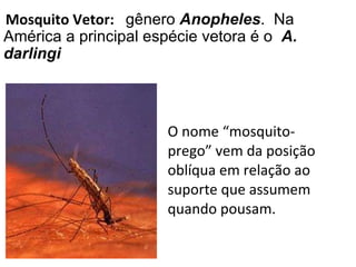 O nome “mosquito-prego” vem da posição oblíqua em relação ao suporte que assumem quando pousam. Mosquito Vetor:  gênero  Anopheles .  Na América a principal espécie vetora é o  A. darlingi 