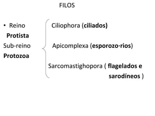 FILOS Reino  Ciliophora ( ciliados) Protista  Sub-reino  Apicomplexa ( esporozoários ) Protozoa Sarcomastighopora (  flagelados e  sarodíneos  ) 