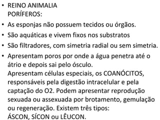 REINO ANIMALIA  PORÍFEROS: As esponjas não possuem tecidos ou órgãos.  São aquáticas e vivem fixos nos substratos  São filtradores, com simetria radial ou sem simetria. Apresentam poros por onde a água penetra até o átrio e depois sai pelo ósculo. Apresentam células especiais, os COANÓCITOS, responsáveis pela digestão intracelular e pela captação do O2. Podem apresentar reprodução sexuada ou assexuada por brotamento, gemulação ou regeneração. Existem três tipos: ÁSCON, SÍCON ou LÊUCON. 