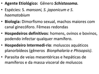 Agente Etiológico:  Gênero  Schistosoma.  Espécies: S.  mansoni, S. japonicum e S. haematobium Biologia:  Dimorfismo sexual, machos maiores com canal ginecóforo. Fêmeas redondas Hospedeiros definitivos : homens, ovinos e bovinos, podendo infectar qualquer mamífero. Hospedeiro Intermediário : moluscos aquáticos planorbídeos (gêneros  Bionphalaria e Phisopsis) . Parasita de veias mesentéricas e hepáticas de mamíferos e da massa visceral de moluscos 