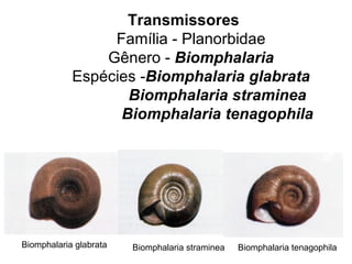 Biomphalaria glabrata  Biomphalaria straminea  Biomphalaria tenagophila  Transmissores Família - Planorbidae Gênero -  Biomphalaria Espécies - Biomphalaria glabrata Biomphalaria straminea Biomphalaria tenagophila 