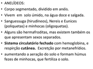 ANELÍDEOS: Corpo segmentado, dividido em anéis.  Vivem  em  solo úmido, na água doce e salgada.  Sanguessuga (hirudíneos), Nereis e Eunices (poliquetas) e minhocas (oligoquetas).  Alguns são hermafroditas, mas existem também os que apresentam sexos separados. Sistema circulatório fechado  com hemoglobina, e respirção  cutânea.  Excretção por metanefrídios. aumentando a aeração do solo e formam húmus fezes de minhocas, que fertiliza o solo.  