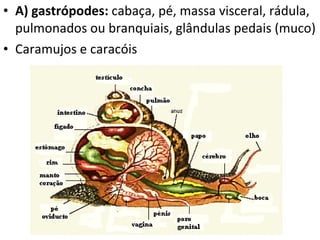 A) gastrópodes:  cabaça, pé, massa visceral, rádula, pulmonados ou branquiais, glândulas pedais (muco) Caramujos e caracóis 