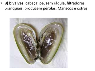 B) bivalves:  cabaça, pé, sem rádula, filtradores, branquiais, produzem pérolas. Mariscos e ostras 