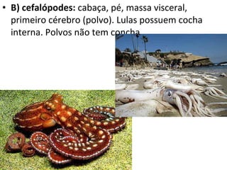 B) cefalópodes:  cabaça, pé, massa visceral, primeiro cérebro (polvo). Lulas possuem cocha interna. Polvos não tem concha. 