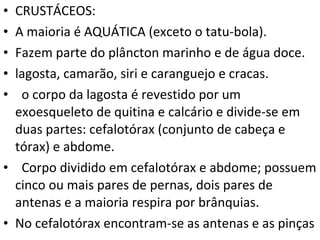 CRUSTÁCEOS: A maioria é AQUÁTICA (exceto o tatu-bola). Fazem parte do plâncton marinho e de água doce. lagosta, camarão, siri e caranguejo e cracas.    o corpo da lagosta é revestido por um exoesqueleto de quitina e calcário e divide-se em duas partes: cefalotórax (conjunto de cabeça e tórax) e abdome.    Corpo dividido em cefalotórax e abdome; possuem cinco ou mais pares de pernas, dois pares de antenas e a maioria respira por brânquias.  No cefalotórax encontram-se as antenas e as pinças 