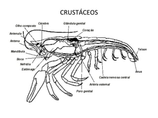 CRUSTÁCEOS 