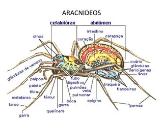 ARACNIDEOS 