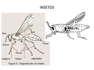 INSETOS 