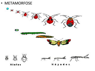 METAMORFOSE 