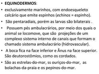 EQUINODERMOS :  exclusivamente marinhos, com endoesqueleto calcário que emite espinhos ( echinos  = espinho).   São pentaradiais, porém as larvas são bilaterais .    Possuem pés ambulacrários, por meio dos quais o animal se locomove, que são  projeções de um complexo sistema interno de canais que formam o chamado sistema ambulacrário (hidrovascular).   A boca fica na face inferior e Ânus na face superior. São deutorostômios, como os cordados.  São as estrelas-do-mar, ss ouriços-do-mar,  as bolachas-da-praia e os pepinos-do-mar.  