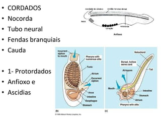 CORDADOS Nocorda Tubo neural Fendas branquiais Cauda 1- Protordados Anfioxo e Ascidias  