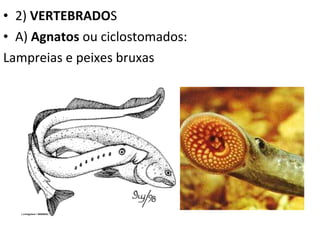 2)  VERTEBRADO S A)  Agnatos  ou ciclostomados: Lampreias e peixes bruxas 