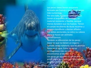 Los peces óseos tienen esqueleto formado por huesos y se trata del grupo más numeroso.Por otro lado, los peces cartilaginosos tienen el esqueleto de cartílago, un material resistente y flexible, aunque menos duradero que los huesos. Tienen el cuerpo recubierto de duras escamas y poseen mandíbula y dientes afilados.Sus aletas pectorales, su cola y su cabeza plana le hacen ser animales aerodinámicos.También se diferencian de los peces óseos en que no tienen un órgano, llamado vejiga natatoria, que les permite flotar en el agua. Entre los peces cartilaginosos más conocidos encontramos al tiburón.Los peces sin mandíbula son los más primitivos y se caracterizan por no tener escamas ni mandíbula
