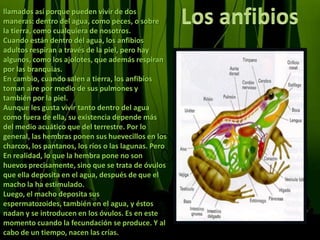 Los anfibiosllamados así porque pueden vivir de dos maneras: dentro del agua, como peces, o sobre la tierra, como cualquiera de nosotros.Cuando están dentro del agua, los anfibios adultos respiran a través de la piel, pero hay algunos, como los ajolotes, que además respiran por las branquias.En cambio, cuando salen a tierra, los anfibios toman aire por medio de sus pulmones y también por la piel.Aunque les gusta vivir tanto dentro del agua como fuera de ella, su existencia depende más del medio acuático que del terrestre. Por lo general, las hembras ponen sus huevecillos en los charcos, los pantanos, los ríos o las lagunas. Pero En realidad, lo que la hembra pone no son huevos precisamente, sino que se trata de óvulos que ella deposita en el agua, después de que el macho la ha estimulado.Luego, el macho deposita sus espermatozoides, también en el agua, y éstos nadan y se introducen en los óvulos. Es en este momento cuando la fecundación se produce. Y al cabo de un tiempo, nacen las crías.