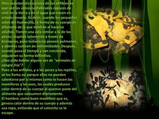 Otra característica curiosa de los anfibios es que son los únicos vertebrados capaces de vivir en la tierra y en el agua que nacen en estado larvario. Es decir, cuando los pequeños salen del huevecillo, la forma de su cuerpo es diferente de la que tendrán al hacerse adultos. Tienen una cola similar a la de los peces; respiran solamente a través de branquias, pues todavía no poseen pulmones, y además carecen de extremidades. Después, cuando pasa el tiempo y van creciendo, adquieren su forma definitiva.¿Has oído hablar alguna vez de "animales de sangre fría"?Pues a los anfibios, y a los peces y los reptiles, se les llama así porque ellos no pueden calentarse por sí mismos como lo hacen los mamíferos y las aves, los cuales producen calor dentro de su cuerpo al quemar parte del alimento que consumen diariamente.El hombre, como buen mamífero que es, genera calor dentro de su cuerpo y además usa ropa, evitando que el calorcito se le escape.