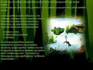 En cambio, los anfibios siempre tienen el cuerpo a la temperatura del lugar donde habitan.Si los llevas a un clima muy frío, ¡pobres! Y si los cambias a una zona muy cálida también sufren.entre los anfibios existen diferencias. Sin embargo, hay algunos que se parecen entre sí.Tomando en cuenta estas semejanzas y diferencias, los especialistas hicieron la siguiente clasificación en subconjuntos:En el lenguaje científico, el primer subconjunto se conoce con el nombre de anuros, lo que significa "anfibios sin cola". El segundo se denomina urodelos, que quiere decir "anfibios con cola". Y el tercero se llama ápodos, cuyo significado es "anfibio sin extremidades".