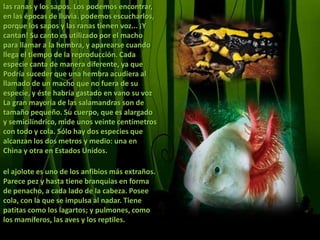 las ranas y los sapos. Los podemos encontrar, en las épocas de lluvia. podemos escucharlos, porque los sapos y las ranas tienen voz... ¡Y cantan! Su canto es utilizado por el macho para llamar a la hembra, y aparearse cuando llega el tiempo de la reproducción. Cada especie canta de manera diferente, ya que Podría suceder que una hembra acudiera al llamado de un macho que no fuera de su especie, y éste habría gastado en vano su voz La gran mayoría de las salamandras son de tamaño pequeño. Su cuerpo, que es alargado y semicilíndrico, mide unos veinte centímetros con todo y cola. Sólo hay dos especies que alcanzan los dos metros y medio: una en China y otra en Estados Unidos.el ajolote es uno de los anfibios más extraños. Parece pez y hasta tiene branquias en forma de penacho, a cada lado de la cabeza. Posee cola, con la que se impulsa al nadar. Tiene patitas como los lagartos; y pulmones, como los mamíferos, las aves y los reptiles.