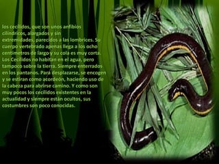 los cecílidos, que son unos anfibios cilíndricos, alargados y sin extremidades, parecidos a las lombrices. Su cuerpo vertebrado apenas llega a los ocho centímetros de largo y su cola es muy corta.Los Cecílidos no habitan en el agua, pero tampoco sobre la tierra. Siempre enterrados en los pantanos. Para desplazarse, se encogen y se estiran como acordeón, haciendo uso de la cabeza para abrirse camino. Y como son muy pocos los cecílidos existentes en la actualidad y siempre están ocultos, sus costumbres son poco conocidas.