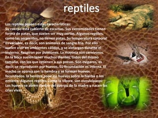 reptilesLos reptiles poseen estas características:Su cuerpo está cubierto de escamas. Sus extremidades tienen forma de patas, que suelen ser muy cortas. Algunos reptiles, como las serpientes, no tienen patas. Su temperatura corporal es variable, es decir, son animales de sangre fría. Por ello suelen vivir en ambientes cálidos, y se aletargan durante el invierno. Respiran por pulmones. La mayoría son carnívoros. En la boca suelen tener muchos dientes, todos del mismo tamaño, con los que retienen a sus presas. Son ovíparos, es decir, se reproducen por huevos. Su fecundación es interna. El macho se aparea con la hembra y se forman huevos fecundados. la hembra pone los huevos sobre la hierba o los entierra. Algunos reptiles, como la víbora, son ovovivíparos: Los huevos se abren dentro del cuerpo de la madre y nacen las crías vivas.
