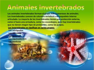 Animales invertebradosLos animales invertebrados forman el grupo más numerosos de animales. Los invertebrados carecen de columna vertebral y de esqueleto interno articulado. La mayoría de los invertebrados tienen una protección externa, como si fuera una armadura, como los escarabajos, pero hay invertebrados que no tienen ningún tipo de protección, como los pulpos.     Los invertebrados se clasifican en varios grupos:  Los artrópodos     Los moluscos     Los gusanos      Los equinodermos      Las medusas     Las esponjas
