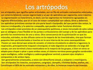 Los artrópodosLos artrópodos, que significa patas articuladas, son un filo de animales metazoarios celomados, con simetría bilateral, cuerpo segmentado y un par de apéndices por segmento, cono máximo. La segmentación es heterómera, es decir, con los segmentos no metámeros agrupados en regiones diferenciadas, que en el caso de mayor complejidad son cabeza, tórax y abdomen.Los apéndices primitivos constan de una parte basal o basipodio, del que parten dos ramas, la interna o endopodio, y la externa o exopodio, que pueden tener funciones distintas. Los artrópodos están provistos de un exoesqueleto quitinoso, a veces incrustado de sales calizas, que se adelgaza y hace flexible en las juntas o articulaciones del cuerpo y de los apéndices para permitir los movimientos de uno u otros. Otra consecuencia de la quitinización es que los músculos, estriados, no dos difusos como en la mayoría de los invertebrados, sino que forman paquetes bien particularizados e insertos en la cara interna de las caras exoesqueléticas.  Poseen un vaso dorsal que actúa de corazón; el sistema circulatorio es abierto o lagunoso; la respiración, principalmente traqueal o branquial; el tubo digestivo se extiende a lo largo del cuerpo, con ano terminal y boca masticadora en la mayoría de los grupos, si bien en otros se adapta para chupar o picar o para ambas cosas; el sistema nervioso posee ganglios cerebroides supra esofágicos, collar esofágico y cadena ganglionar ventral; y poseen ojos simples o compuestos o de ambos tipos. Son generalmente unisexuales, a veces con dimorfismo sexual, y ovíparos u ovovivíparos.  Son artrópodos los insectos, escorpiones, cangrejos, ciempiés, trilobites fósiles, atañas, etc. Constituyen el 80% de los animales existentes y, de ellos, la inmensa mayoría son insectos.