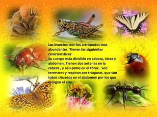 Los insectos :son los artrópodos mas abundantes. Tienen las siguientes características:Su cuerpo esta dividido en cabeza, tórax y abdomen. Tienen dos antenas en la cabeza , y seis patas en el tórax . Son terrestres y respiran por tráqueas, que son tubos situados en el abdomen por los que recogen el aire.