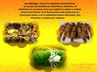 Los arácnidos : tienen las siguientes características: Su cuerpo está dividido en cefalotórax y abdomen. El cefalotórax es una pieza única que engloba la cabeza y el tórax. Carecen de antenas. En la boca poseen unas pinzas que les sirven para comer, y en el cefalotórax tienen ocho patas. Son terrestres y respiran por tráqueas.        