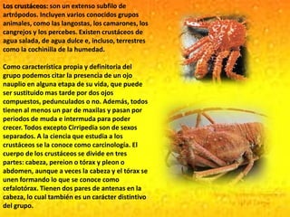 Los crustáceos: son un extenso subfilo de artrópodos. Incluyen varios conocidos grupos animales, como las langostas, los camarones, los cangrejos y los percebes. Existen crustáceos de agua salada, de agua dulce e, incluso, terrestres como la cochinilla de la humedad.Como característica propia y definitoria del grupo podemos citar la presencia de un ojo nauplio en alguna etapa de su vida, que puede ser sustituido mas tarde por dos ojos compuestos, pedunculados o no. Además, todos tienen al menos un par de maxilas y pasan por periodos de muda e intermuda para poder crecer. Todos excepto Cirripedia son de sexos separados. A la ciencia que estudia a los crustáceos se la conoce como carcinología. El cuerpo de los crustáceos se divide en tres partes: cabeza, pereion o tórax y pleon o abdomen, aunque a veces la cabeza y el tórax se unen formando lo que se conoce como cefalotórax. Tienen dos pares de antenas en la cabeza, lo cual también es un carácter distintivo del grupo.