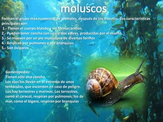 moluscosForman el grupo más numeroso de animales, después de los insectos. Sus características principales son: 1.- Tienen el cuerpo blando y sin formar anillos. 2.- Pueden tener concha con una o dos valvas, producidas por el manto. 3.- Se mueven por un pie musculoso de diversas formas 4.- Respiran por pulmones o por branquias. 5.- Son ovíparosGasterópodos:Tienen sólo una concha. Los ojos los llevan en el extremo de unos tentáculos, que esconden en caso de peligro. Los hay terrestres y marinos. Los terrestres, como el caracol, respiran por pulmones; los de mar, como el bígaro, respiran por branquias. 