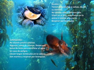 Bivalos:Tienen dos conchas o valvas, de ahí su nombre. No tienen cabeza diferenciada. Viven en el mar, enterrados en la arena o sujetos a las rocas. Respiran por branquias Cefalópodos:No tienen concha externa. Algunos, como el calamar, llevan una bolsa de tinta para enturbiar el agua en caso de peligro. Llevan largos tentáculos en la cabeza. Son marino y respiran por branquias. 