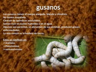 gusanosLos gusanos tienen el cuerpo alargado, blando y cilíndrico. No tienen esqueleto.  Carecen de apéndices articulados. Suelen vivir en suelos húmedos o en el agua. Algunos son parásitos, se alimentan de sus víctimas, producen graves enfermedades. La más común es la lombriz de tierra. Estos se clasifican en:Anélidos