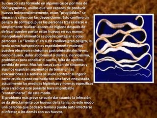 PLATELMINTOS:La Tenia o SolitariaSi hay un parásito que sin duda pone los pelos de punta tan solo con la idea de poder albergarlo en el interior es la tenia. No es que sea especialmente peligroso ni mortal de hecho en algunos casos el paciente no sufre ningún tipo de molestia y puede llegar a “convivir” con su huésped durante largas temporadas el problema radica cuando uno piensa que puede tener en su interior un “gusano” de varios metros de longitud. Los cestodos o tenias son gusanos planos, hermafroditas (pueden reproducirse con ellos mismos y poner huevos sin necesidad de otro ejemplar), son animales que viven solos en el interior del intestino delgado y grueso del individuo, el nombre de solitaria procede del hecho que siempre son individuos aislados e incluso pueden completar su ciclo vital, incluida la reproducción sin haberse encontrado con otra solitaria.No poseen aparato digestivo y se alimentan por absorción a través de su piel. Están formados por una cabeza o escólex, con ventosas y a veces armada con ganchos con los que se fijan a las paredes del organismo.Las tenias pueden crecer varios metros de longitud y se han reportado casos de más de 10 metros, imaginaros un gusano de 10 metros adherido a las paredes de vuestro intestino. El animal se desplaza por el interior del organismo y aunque raramente se puede sentir sus movimientos se han reportado casos en los que la tenia ha salido del cuerpo total o parcialmente por el ano.