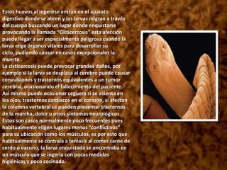 Su cuerpo esta formado en algunos casos por más de 900 segmentos, anillos que son capaces de producir huevos independientemente, estos “proglótides” se separan y salen con las deposiciones. Esto conlleva un peligro de contagio, pues las personas tras rascarse o simplemente realizar labores de higiene después de defecar pueden portar estos huevos en sus manos, manipulando alimentos se puede contagiar a otras personas. La “Teniasis” en si no conlleva gran peligro, la tenia como huésped no es especialmente molesto, pueden observarse síntomas gastrointestinales leves, como náusea, dolor abdominal o diarrea, nerviosismo, problemas para conciliar el sueño, falta de apetito, perdida de peso. Muchos casos cursan sin síntomas y algunos expulsan segmentos de tenias en las evacuaciones. La Teniasis se suele contraer al ingerir carne cruda o poco cocinada con una larva enquistada, actualmente las medidas higiénicas y normas especificas para erradicar este parásito hace improbable “contaminarse” de este modo.El problema más grave se suele dar cuando la infección se da directamente por huevos de la tenia, de este modo una persona que padezca teniasis puede auto infectarse o infectar a los demás con sus huevos.