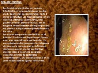 Estos huevos al ingerirse entran en el aparato digestivo donde se abren y las larvas migran a través del cuerpo buscando un lugar donde enquistarse provocando la llamada “Cisticercosis” esta afección puede llegar a ser especialmente peligrosa cuando la larva elige órganos vitales para desarrollar su ciclo, pudiendo causar en casos excepcionales la muerte .La cisticercosis puede provocar grandes daños, por ejemplo si la larva se desplaza al cerebro puede causar convulsiones y trastornos equivalentes a un tumor cerebral, ocasionando el fallecimiento del paciente. Así mismo puede ocasionar ceguera si se asienta en los ojos, trastornos cardíacos en el corazón, si afectan la columna vertebral se pueden presentar trastornos de la marcha, dolor u otros síntomas neurológicos. Estos son casos normalmente poco frecuentes pues habitualmente eligen lugares menos “conflictivos” para su ubicación como los músculos, es por esto que habitualmente se contraía a teniasis al comer carne de cerdo o vacuno, la larva enquistada se encontraba en un músculo que se ingería con pocas medidas higiénicas y poco cocinado.