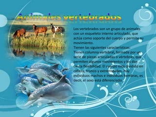 AnimalesvertebradosLos vertebrados son un grupo de animales con un esqueletointerno articulado, que actúa como soporte del cuerpo y permite su movimiento.Tienen las siguientes características:Tienen columna vertebral, formada por un serie de piezas articuladas o vértebras, que permiten algunos movimientos y les dan cierta flexibilidad. El cuerpo está dividido en cabeza, tronco y extremidades. Hay individuos machos e individuos hembras, es decir, el sexo está diferenciado.
