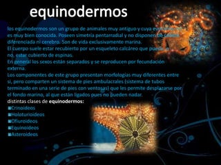 NEMATELMINTOS:Las lombrices intestinales son gusanos intestinales en forma redonda que pueden medir desde unos pocos milímetros hasta 1 metro de longitud. Los más habituales son los oxiuros ( Enterobius vermicularis), unos gusanos de color blanco de hasta 1 cm de longitud. Pueden infectar a cualquier persona del planeta, aunque afectan principalmente a los niños Los oxiuros son gusanos que habitan en el intestino. Las hembras depositan sus huevos en el ano, especialmente por la noche. Los movimientos de los gusanos en los márgenes del ano son la causa de que los infectados sientan un picazón intenso que les lleva muchas veces a rascarse lo que puede ocasionar, además de posteriores contaminaciones, una erosión adicional en la zona responsable de algunas infecciones. 