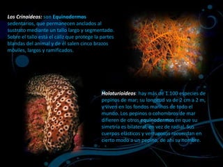 equinodermoslos equinodermos son un grupo de animales muy antiguo y cuya evolución no es muy bien conocida. Poseen simetría pentarradial y no disponen de cabeza diferenciada ni cerebro. Son de vida exclusivamente marina. El cuerpo suele estar recubierto por un esqueleto calcáreo que puede, o no, estar cubierto de espinas.  En general los sexos están separados y se reproducen por fecundación externa.  Los componentes de este grupo presentan morfologías muy diferentes entre si, pero comparten un sistema de pies ambulacrales (sistema de tubos terminado en una serie de pies con ventosas) que les permite desplazarse por el fondo marino, al que están ligados pues no pueden nadar. distintas clases de equinodermos:CrinoideosHoloturioideosOfiuroideosEquinoideosAsteroideos