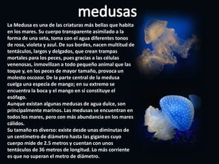 Ofiuroideos o asteroideos: posee un disco central y cinco brazos que salen de él, pero se diferencia en que los brazos no lo rodean. El disco es blando al tacto.En este grupo la musculatura es más responsable del movimiento.La boca está rodeada de unas placas modificadas que forman unas mandíbulas dentadas. El tubo digestivo es ciego i no tiene ano, así que captura el alimento, que es triturado, digerido y expulsado por la misma boca. los equinoideos: su cuerpo  está totalmente cubierto de púas. Su cuerpo duro está compuesto por placas, el conjunto de placas se llama testa. Los pies ambulacrales de los equinoideos salen de unos pequeños poros que están en las placas radiales.