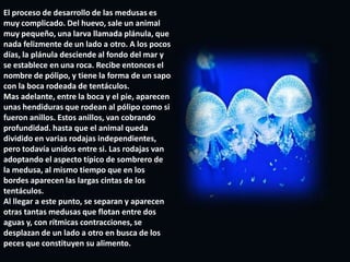 medusasLa Medusa es una de las criaturas más bellas que habita en los mares. Su cuerpo transparente asimilado a la forma de una seta, toma con el agua diferentes tonos de rosa, violeta y azul. De sus bordes, nacen multitud de tentáculos, largos y delgados, que crean trampas mortales para los peces, pues gracias a las células venenosas, inmovilizan a todo pequeño animal que las toque y, en los peces de mayor tamaño, provoca un molesto oscozor. De la parte central de la medusa cuelga una especia de mango; en su extremo se encuentra la boca y el mango en sí constituye el esófago.Aunque existan algunas medusas de agua dulce, son principalmente marinos. Las medusas se encuentran en todos los mares, pero con más abundancia en los mares cálidos. Su tamaño es diverso: existe desde unas diminutas de un centímetro de diámetro hasta las gigantes cuyo cuerpo mide de 2.5 metros y cuentan con unos tentáculos de 36 metros de longitud. Lo más corriente es que no superan el metro de diámetro. 