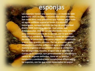 El proceso de desarrollo de las medusas es muy complicado. Del huevo, sale un animal muy pequeño, una larva llamada plánula, que nada felizmente de un lado a otro. A los pocos días, la plánula desciende al fondo del mar y se establece en una roca. Recibe entonces el nombre de pólipo, y tiene la forma de un sapo con la boca rodeada de tentáculos. Mas adelante, entre la boca y el pie, aparecen unas hendiduras que rodean al pólipo como si fueron anillos. Estos anillos, van cobrando profundidad. hasta que el animal queda dividido en varias rodajas independientes, pero todavía unidos entre si. Las rodajas van adoptando el aspecto típico de sombrero de la medusa, al mismo tiempo que en los bordes aparecen las largas cintas de los tentáculos.Al llegar a este punto, se separan y aparecen otras tantas medusas que flotan entre dos aguas y, con rítmicas contracciones, se desplazan de un lado a otro en busca de los peces que constituyen su alimento.