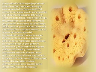 esponjasLas esponjas tienen una apariencia y un modo de vida que hasta 1825 no fueron reconocidas como animales. Son seres vivos muy primitivos que habitan sobre todo en aguas someras sujetas al fondo o a objetos sumergidos, aunque también las hay de profundidad (hasta 5000 metros) y algunas, muy pocas, son dulceacuícolas. Una de sus peculiaridades más notable es la estructura porosa de su cuerpo, por la que han recibido el nombre de Poríferos. Cuando se examinan de cerca se advierten unos poros pequeños numerosos y otros más grandes escasos. Por los primeros, poros inhalantes u ostiolos, penetra el agua y con ella la materia orgánica en suspensión de que se alimentan. Por los segundos, ósculos, el agua sale al exterior. El cuerpo de la esponja, que generalmente es asimétrico y carece de órganos definidos, tiene en su interior conductos y cavidades, cuya complejidad difiere según las especies, con los que están conectados los poros