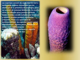 La reproducción de las esponjas puede ser asexual o sexual. La primera tiene lugar como resultado de la fragmentación del cuerpo, lo que puede suceder por exposición a condiciones desfavorables del medio o como una parte del ciclo vital normal. El tipo de reproducción asexual más frecuente es por gemación. En el cuerpo de una esponja adulta aparecen yemas laterales que crecen y se diferencian en esponjas jóvenes, que se separan de la madre para vivir independientemente o formar un nuevo individuo de la colonia. Como todos los animales que se reproducen asexualmente, las esponjas tienen un gran poder de regeneración y de reconstitución. Algunas esponjas son blandas y suaves al tacto, seguramente esta es la idea que tienen muchas personas de ellas por asociación a las esponjas de baño ya casi en desuso, pero también las hay rígidas e incluso pétreas, Actualmente se conocen por lo menos 3.000 especies de esponjas  