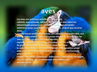 avesLas aves son animales vertebrados, de sangre caliente, que caminan, saltan o se mantienen sólo sobre las extremidades posteriores, mientras que las extremidades anteriores están modificadas como alas que, al igual que muchas otras características anatómicas únicas, son adaptaciones para volar, aunque no todas vuelan. Tienen el cuerpo recubierto de plumasy, las aves actuales, un pico córneo sin dientes. Para reproducirse ponen huevos, que incuban hasta la eclosión.Su grupo taxonómico se denomina clase Aves para la sistemática clásica, pero en la sistemática filogenética actual este clado no tiene rango, y es incluido a su vez sucesivamente dentro de los clados: Theropoda, Dinosauria, Archosauria, Sauropsida,Tetrapoda, etc., aunque hay más anidamientos intermedios con denominación.