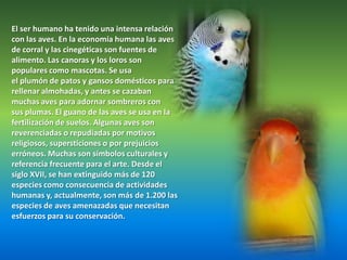 El ser humano ha tenido una intensa relación con las aves. En la economía humana las aves de corral y las cinegéticas son fuentes de alimento. Las canoras y los loros son populares como mascotas. Se usa el plumón de patos y gansos domésticos para rellenar almohadas, y antes se cazaban muchas aves para adornar sombreros con sus plumas. El guano de las aves se usa en la fertilización de suelos. Algunas aves son reverenciadas o repudiadas por motivos religiosos, supersticiones o por prejuicios erróneos. Muchas son símbolos culturales y referencia frecuente para el arte. Desde el siglo XVII, se han extinguido más de 120 especies como consecuencia de actividades humanas y, actualmente, son más de 1.200 las especies de aves amenazadas que necesitan esfuerzos para su conservación.
