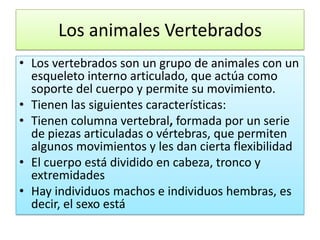 Los animales VertebradosLos vertebrados son un grupo de animales con un esqueletointerno articulado, que actúa como soporte del cuerpo y permite su movimiento.Tienen las siguientes características:Tienen columna vertebral, formada por un serie de piezas articuladas o vértebras, que permiten algunos movimientos y les dan cierta flexibilidadEl cuerpo está dividido en cabeza, tronco y extremidadesHay individuos machos e individuos hembras, es decir, el sexo está