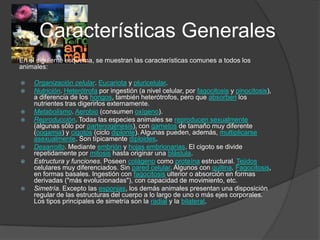 Características Generales
En el siguiente esquema, se muestran las características comunes a todos los
animales:

   Organización celular. Eucariota y pluricelular.
   Nutrición. Heterótrofa por ingestión (a nivel celular, por fagocitosis y pinocitosis),
    a diferencia de los hongos, también heterótrofos, pero que absorben los
    nutrientes tras digerirlos externamente.
   Metabolismo. Aerobio (consumen oxígeno).
   Reproducción. Todas las especies animales se reproducen sexualmente
    (algunas sólo por partenogénesis), con gametos de tamaño muy diferente
    (oogamia) y cigotos (ciclo diplonte). Algunas pueden, además, multiplicarse
    asexualmente. Son típicamente diploides.
   Desarrollo. Mediante embrión y hojas embrionarias. El cigoto se divide
    repetidamente por mitosis hasta originar una blástula.
   Estructura y funciones. Poseen colágeno como proteína estructural. Tejidos
    celulares muy diferenciados. Sin pared celular. Algunos con quitina. Fagocitosis,
    en formas basales. Ingestión con fagocitosis ulterior o absorción en formas
    derivadas ("más evolucionadas"), con capacidad de movimiento, etc.
   Simetría. Excepto las esponjas, los demás animales presentan una disposición
    regular de las estructuras del cuerpo a lo largo de uno o más ejes corporales.
    Los tipos principales de simetría son la radial y la bilateral.
 