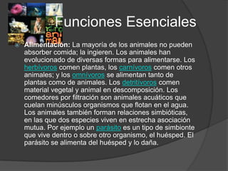 Funciones Esenciales
   Alimentación: La mayoría de los animales no pueden
    absorber comida; la ingieren. Los animales han
    evolucionado de diversas formas para alimentarse. Los
    herbívoros comen plantas, los carnívoros comen otros
    animales; y los omnívoros se alimentan tanto de
    plantas como de animales. Los detritívoros comen
    material vegetal y animal en descomposición. Los
    comedores por filtración son animales acuáticos que
    cuelan minúsculos organismos que flotan en el agua.
    Los animales también forman relaciones simbióticas,
    en las que dos especies viven en estrecha asociación
    mutua. Por ejemplo un parásito es un tipo de simbionte
    que vive dentro o sobre otro organismo, el huésped. El
    parásito se alimenta del huésped y lo daña.
 