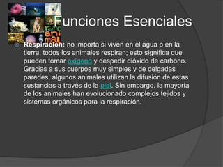 Funciones Esenciales
   Respiración: no importa si viven en el agua o en la
    tierra, todos los animales respiran; esto significa que
    pueden tomar oxígeno y despedir dióxido de carbono.
    Gracias a sus cuerpos muy simples y de delgadas
    paredes, algunos animales utilizan la difusión de estas
    sustancias a través de la piel. Sin embargo, la mayoría
    de los animales han evolucionado complejos tejidos y
    sistemas orgánicos para la respiración.
 