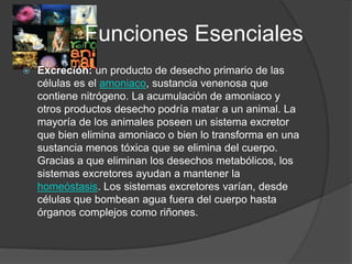 Funciones Esenciales
   Excreción: un producto de desecho primario de las
    células es el amoniaco, sustancia venenosa que
    contiene nitrógeno. La acumulación de amoniaco y
    otros productos desecho podría matar a un animal. La
    mayoría de los animales poseen un sistema excretor
    que bien elimina amoniaco o bien lo transforma en una
    sustancia menos tóxica que se elimina del cuerpo.
    Gracias a que eliminan los desechos metabólicos, los
    sistemas excretores ayudan a mantener la
    homeóstasis. Los sistemas excretores varían, desde
    células que bombean agua fuera del cuerpo hasta
    órganos complejos como riñones.
 